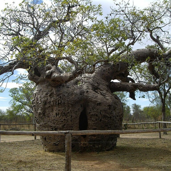 Rare Graines de Adansonia gregorii, Baobab, Boab