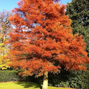 10 Metasequoia glyptostroboides Seeds, Water Fir, Chinese Metasequoia