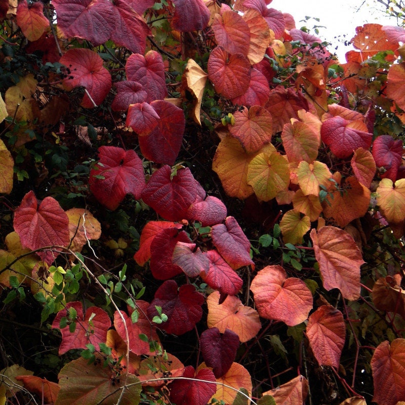 10 Graines de Vigne Du Japon, Coignet, Vitis Coignetiae