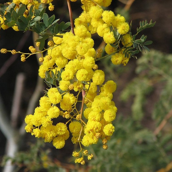 Graines Acacia spectabilis, Mimosa Splendide