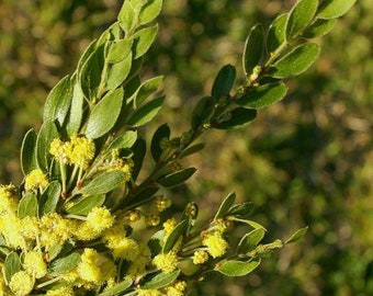 Acacia vestita Seeds, Mimosa of Saint Helena
