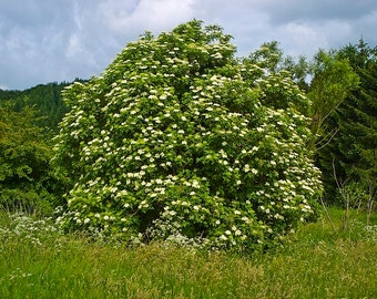 Zaden van Sambucus nigra, zwarte vlier, vlierbes