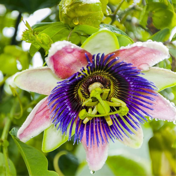 Semillas de pasiflora edulis flavicarpa, fruta de la pasión amarilla