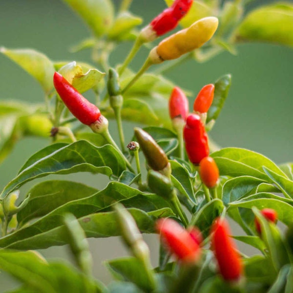 20 Bird's Eye Chili Zaden, Capsicum Frutescens