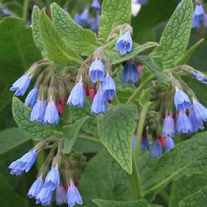 Beinwell-Steckling, blaue Beinwell-Wurzeln, Symphytum officinale, Heilpflanze