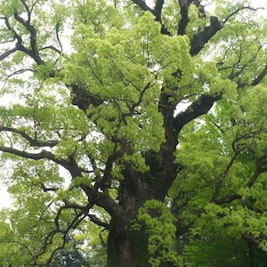 20 sementes de árvore de cânfora, Cinnamomum Camphora, árvore de cânfora, madeira Shiu, louro chinês