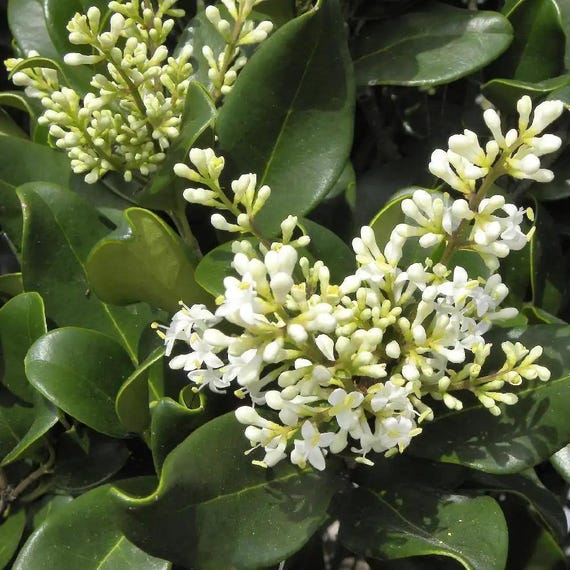 10 Samen von Glnzender Liguster, Chinesischer Liguster, Ligustrum lucidum  - Etsy.de