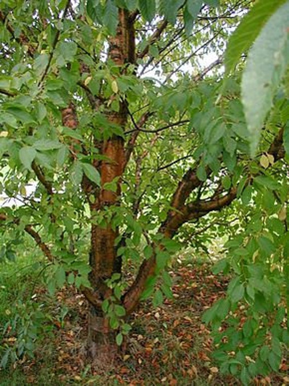 3 Graines Prunus Maackii, Cerisier de Mandchourie