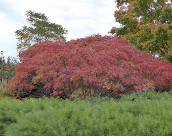 Peut inclure: Un grand buisson aux feuilles rouges en automne. Le buisson est entouré d'herbe verte.