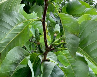Magnolia acuminata seeds