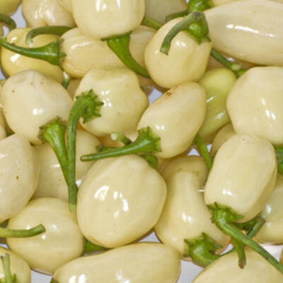 20 Graines de Piments Habanero Blanc Capsicum Chinense Piment Du Pérou Très Fort