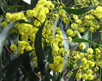 Acacia pycnantha seeds, Golden mimosa