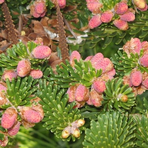 3 Korean Fir Seeds, Abies koreana image 1