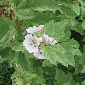 10 Samen Eibisch, Althaea officinalis, Wildes Eibisch, Weiße Malve