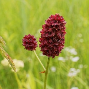 20 Burnet Seeds, Sanguisorba Minor, Sanguisorbe