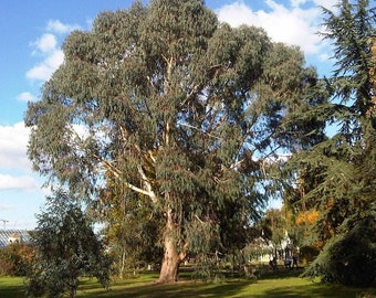 5 Seeds of Eucalyptus dalrympleana, White mountain Eucalyptus, White mountain gum