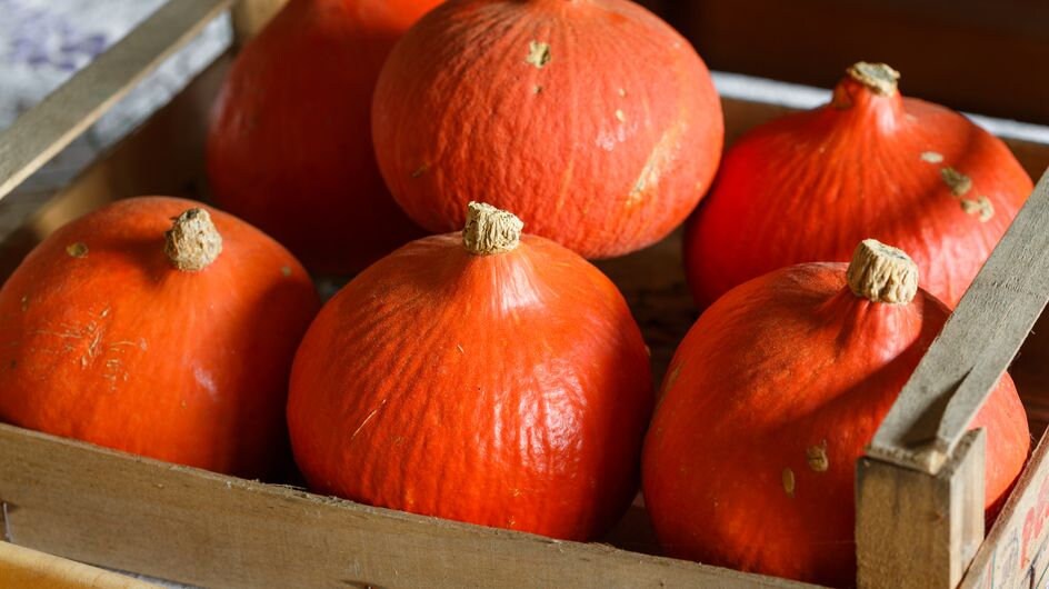 30 Graines Potimarron Cucurbitaceae Non Traité