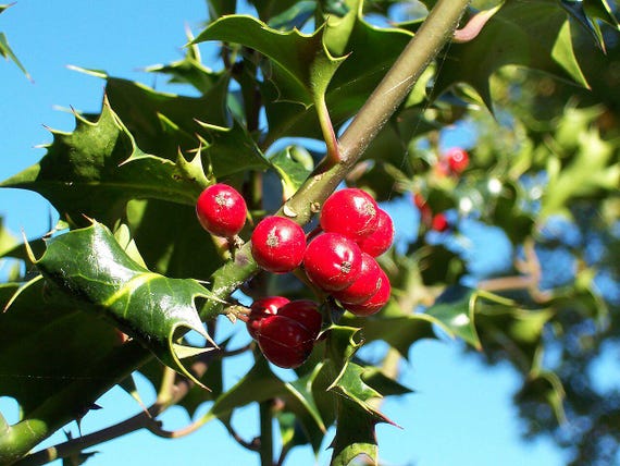 7 Samen von Ilex aquifolium, Gewhnliche Stechpalme - Etsy.de