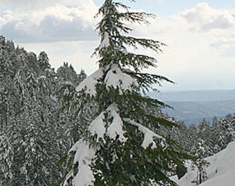 5 Cyprus Cedar Seeds, Cedrus brevifolia