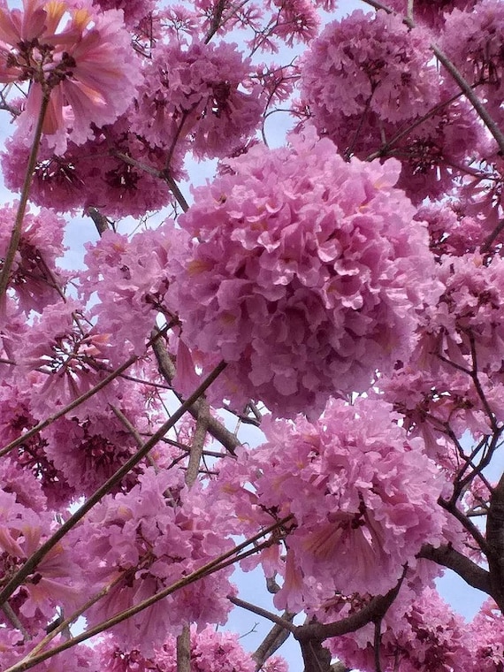 7 Tabebuia Rosea, Lapacho, Tabebuia Rose, Maquilíshuat Seeds