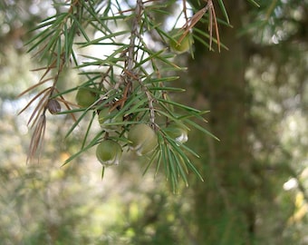 10 Rigid Juniper Seeds, Juniperus rigida