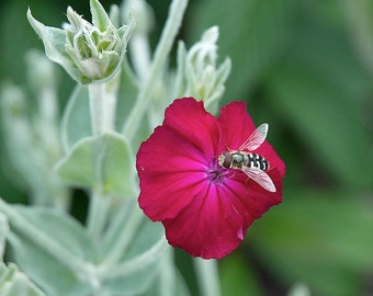 20 Semillas de Cucaracha de Flor Roja Silene coronaria Lychnis coronaria Agrostemma coronaria Coronaria coriacea