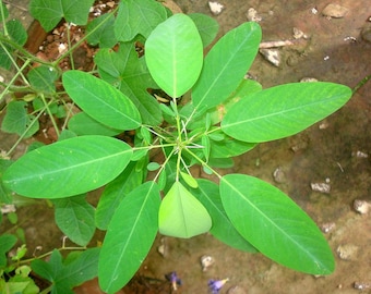 5  Codariocalyx motorius Seeds, Dancing Plant, Desmodium gyrans, Oscillating Sainfoin