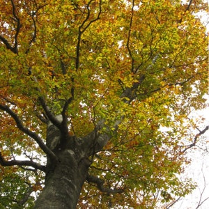 Samen von Fagus Crenata, Japanische Buche