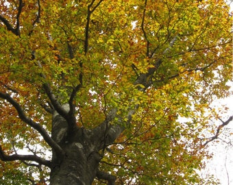 Semillas de Fagus Crenata, Haya Japonesa