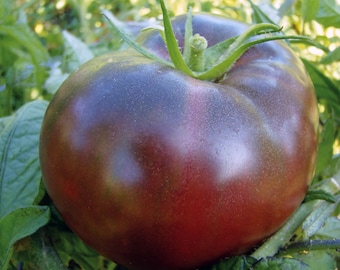 RARE 30 Graines de Tomate Noire de Russie Solanum lycopersicum