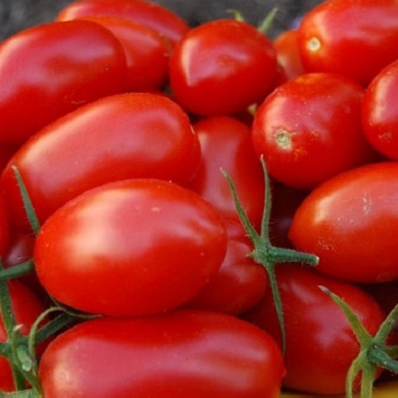 20 Rio Grande Tomato Seeds | Etsy