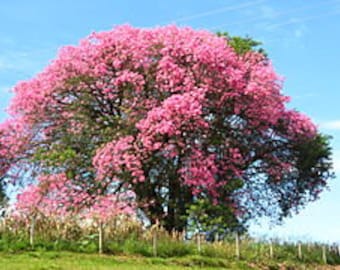 10 Ceiba Speciosa Seeds, Bottle Tree, Kapok Tree, Drunken Stick