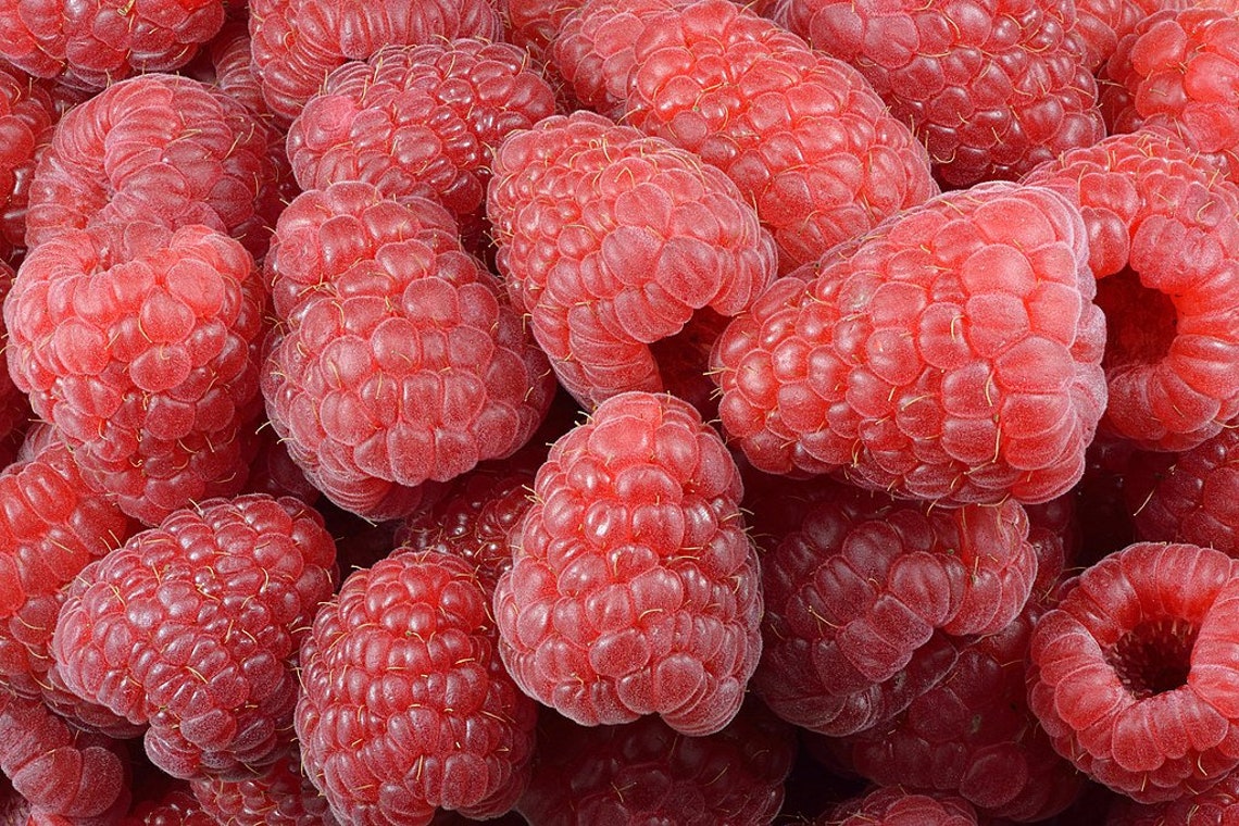 Wild Raspberry Bramble 10 Raspberry Seeds, Bramble From Mount Ida, Wild Raspberry, Rubus ...