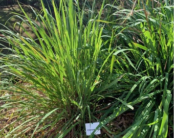 50 Graines Cymbopogon Flexuosus, Citronelle