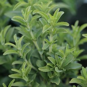 Stevia plant -  France