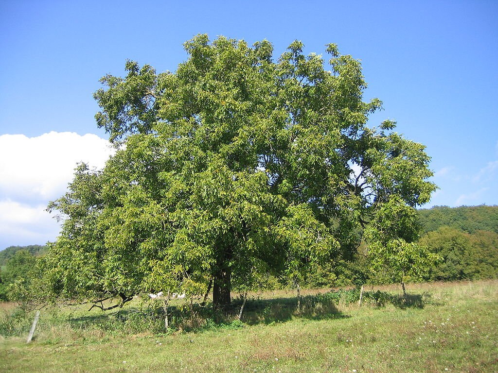Graines de Noyer, Noyer Commun, Juglans Regia