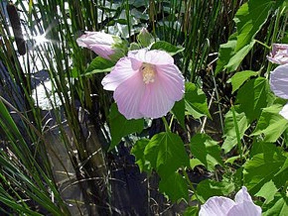 Graines Hibiscus Moscheutos, Des Marais