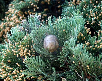 50 nasion Cupressus sempervirens, cyprys pospolity, cyprys zimozielony, cyprys zimozielony, cyprys włoski, cyprys prowansalski