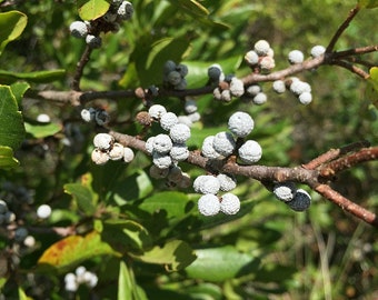 5 Seeds Myrica pensylvanica, Sweet Myrique, Morella pensylvanica, Bayberry