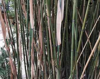 Fargesia South Yunnan-Samen, spurenfreier Bambus - Etsy.de