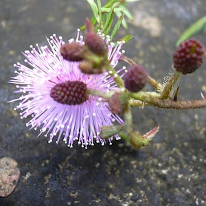 Mimosa pudica Seeds, Sensitive, mimosa pudica