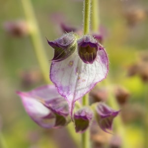 Samen Salvia sclarea, Muskatellersalbei