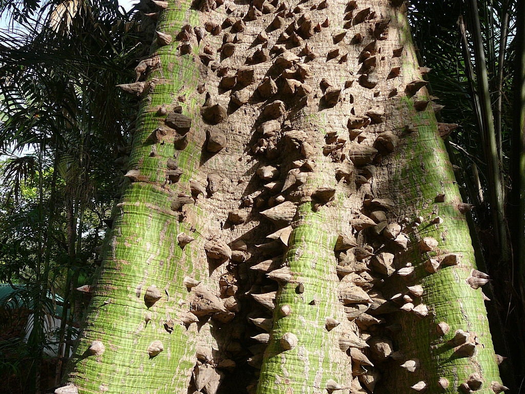 Ceiba pentandra - Kapok tree - 10 seeds - Onszaden