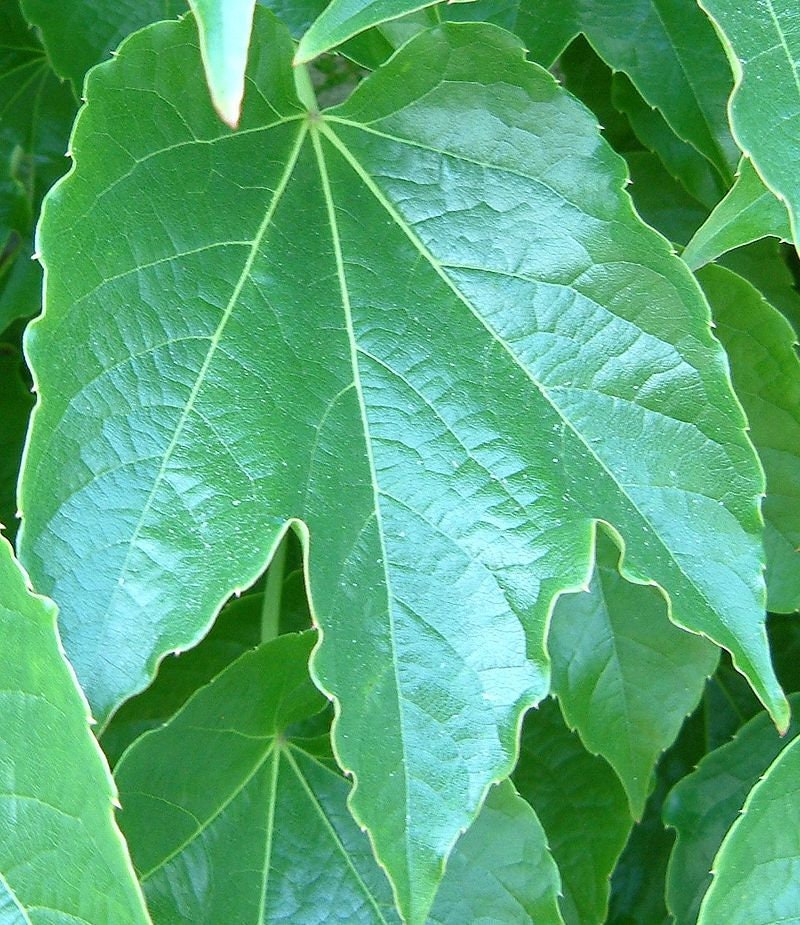 7 Graines Parthenocissus Tricuspidata, Vigne Vierge Japonaise, Vigne-Vierge à Trois Pointes