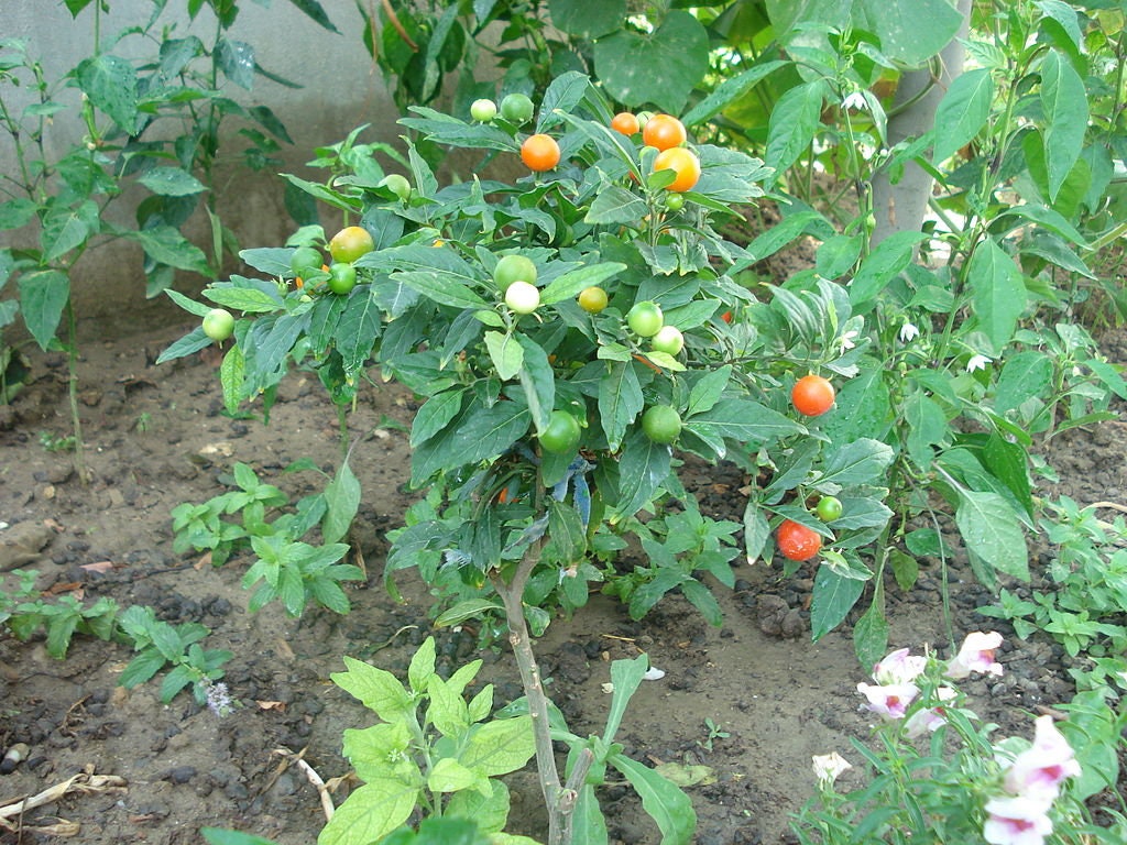 10 Graines de Pommier d'amour, Solanum Pseudocapsicum