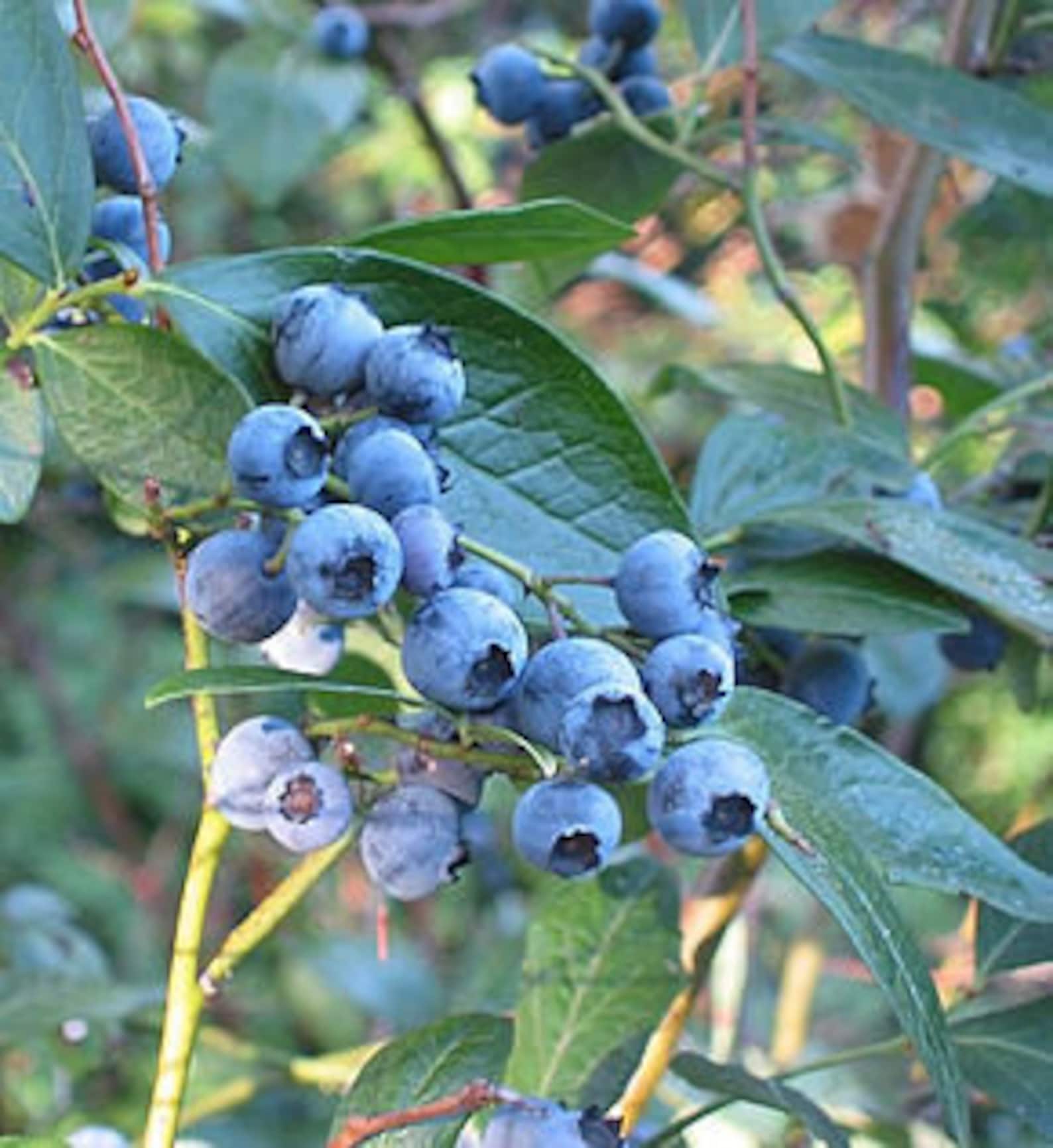 7 Samen StrauchHeidelbeere, Große Blaubeere, Amerikanische Blaubeere