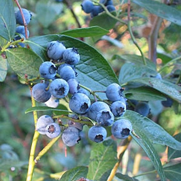 5 Samen Strauch-Heidelbeere, Große Blaubeere, Amerikanische Blaubeere, Highbush-Heidelbeere, Vaccinium corymbosum