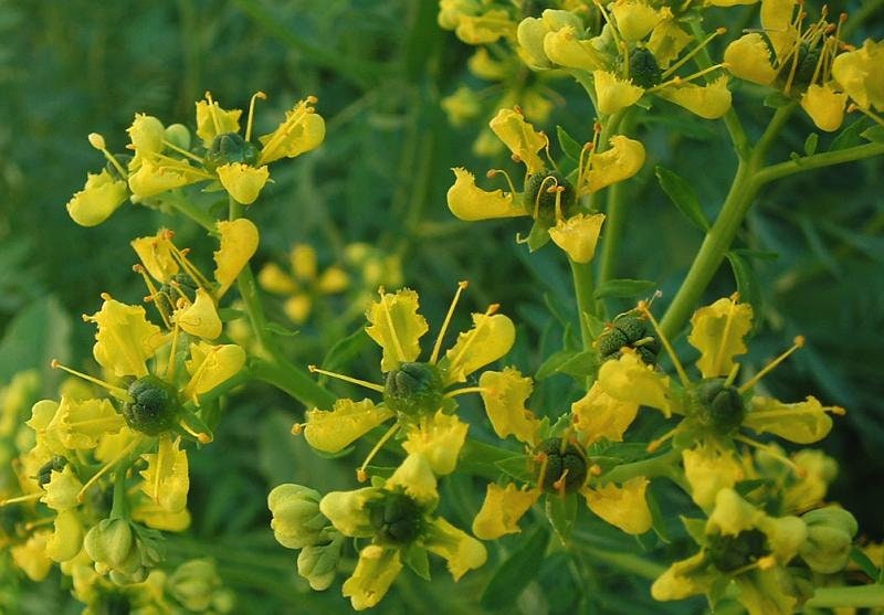 50 Graines de Rue Officinale, Ruta Graveolens