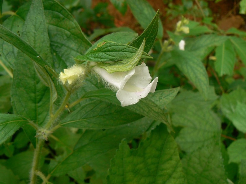 30 Sesame Seeds, Sesamum indicum image 3