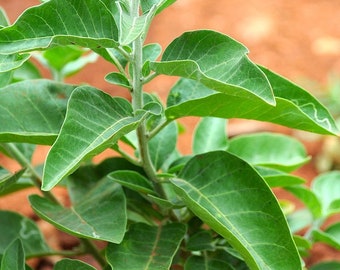 20 Ashwagandha-Samen, Withania Somnifera, Indischer Ginseng